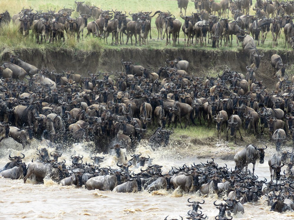 6-Day Epic Serengeti Great Migration & Mara River Crossing Safari gallery image